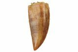 Serrated, Raptor Tooth - Real Dinosaur Tooth #228797-1